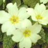 primula vulgaris - Abriachan Nurseries
